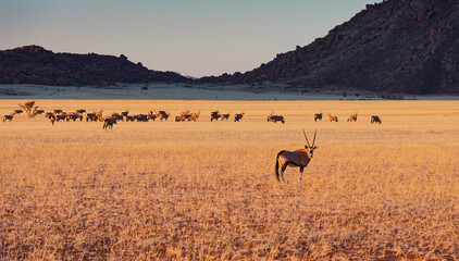 Oryx herd in grass covered Namib Desert landscape against mountain backdrop in late afternoon light © Riaan