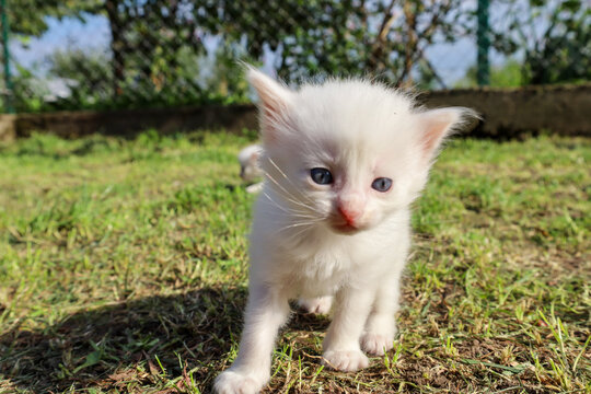 ​A small, fluffy, pure white kitten with blue eyes is hesitantly taking its first steps on the green grass on a sunny day. 
