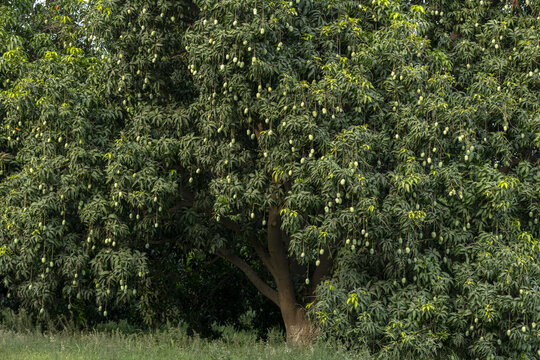 View of a large mango tree heavily laden with green mangoes in an orchard in Multan, Punjab, Pakistan.