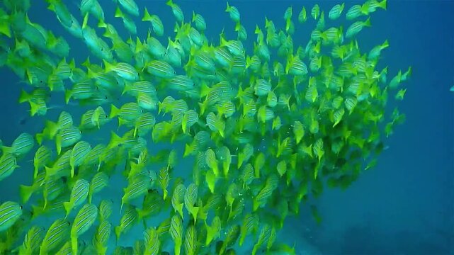 Large school of yellow snapper fish swimming underwater in the ocean