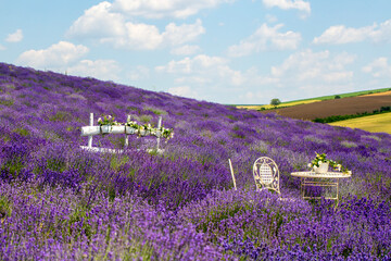 Beautiful Lavender Field in Full Bloom with Decorative White Garden Furniture © Esin Deniz