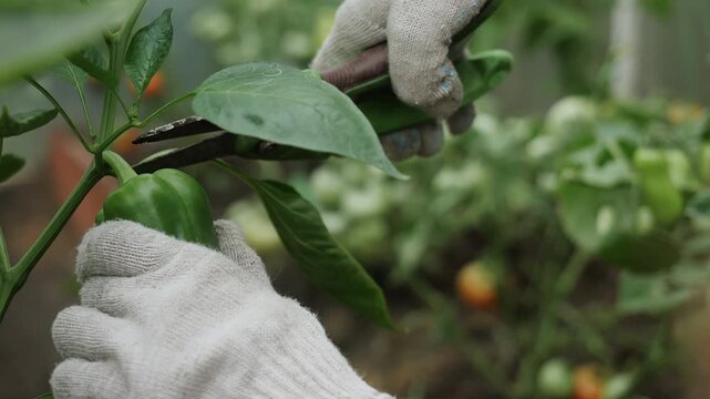 Close-up of farmer cutting a green bell pepper from the plant with pruning shears during greenhouse harvest. Vegetable farming and fresh produce cultivation.