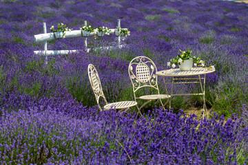 Beautiful Lavender Field in Full Bloom with Decorative White Garden Furniture © Esin Deniz