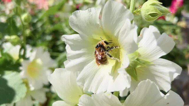 Bumblebee crawls over white hollyhock petals while collecting pollen