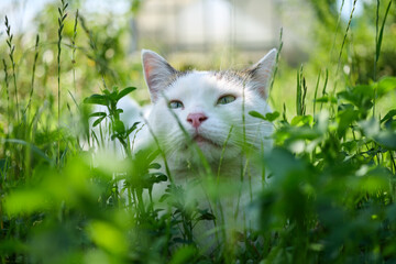 Cat resting in green grass during a sunny day at a garden © mira_y