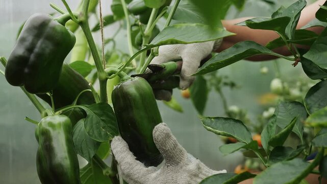 Farmer cutting a green bell pepper from the plant during greenhouse harvest. Close-up of fresh vegetable production, farming and cultivation.
