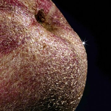 Close up of fuzzy peach skin with fine downy hairs and a velvety matte texture, highlighting a warm golden glow against a dark background for organic food design and sensory branding