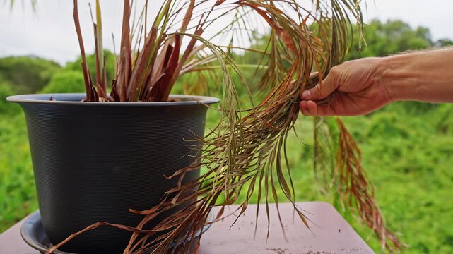 Bare Hand Lifts Dried Palm Fronds on a Potted Palm Outdoors, Showing Plant Care and Wilting Foliage
