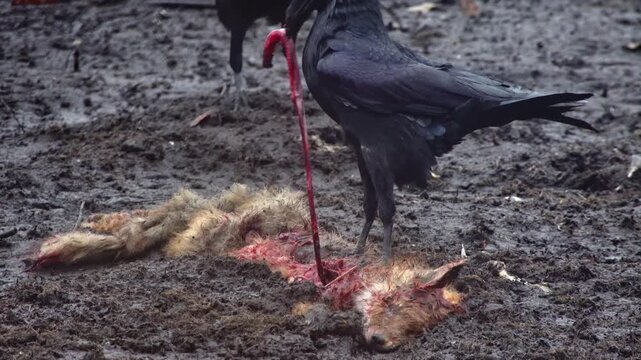 Crows feeding on a carcass, in ground with dirt and scattered bones, with carrion, from a ground level close-up perspective, nearby objects. The circulation of dead organisms in nature.