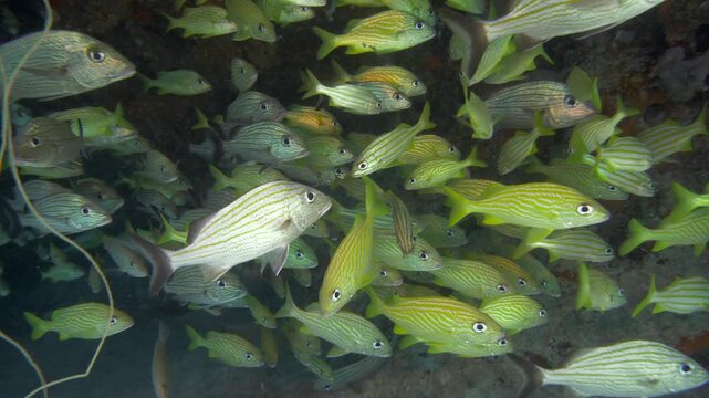 A compact group of pale reef fish swims together above darker coral habitat at Sabalos dive site in Playa del Carmen, Quintana Roo, Mexico.