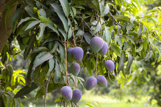 View of ripe purple and green mangoes hanging from a lush tree branch in an orchard in Multan, Punjab, Pakistan.