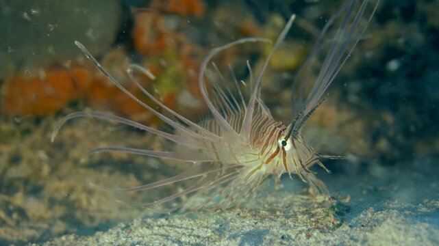 A small striped lionfish spreads its long fin rays while hovering close to reef substrate at Sabalos dive site in Playa del Carmen, Quintana Roo, Mexico.