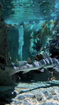Leopard shark swimming beneath rippling water surface in tank