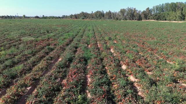 Aerial elevator shot with tilt down camera pitch tracking ripe tomato crop rows while ascending.