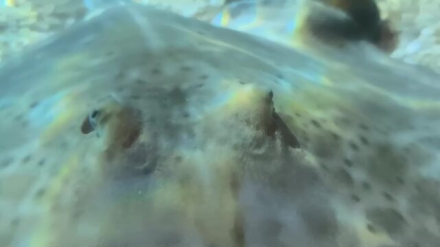 Close-up of stingray head resting on gravel near kelp