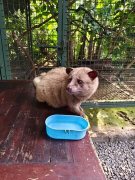 Luwak, famous in Bali, Indonesia.