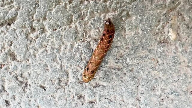 Brown large yellow underwing caterpillar wriggles over weathered concrete pavement
