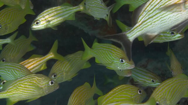 Striped yellow and silver grunts swim in a dense group beside reef habitat at Sabalos dive site in Playa del Carmen, Quintana Roo, Mexico.