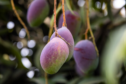 View of ripe purple and green mangoes hanging from a tree branch in an orchard in Multan, Punjab, Pakistan.