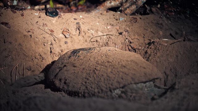 Small turtle emerging from sandy burrow in natural sunlight