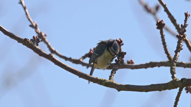 Eurasian blue tit (Cyanistes caeruleus) bird pecking buds on a branch