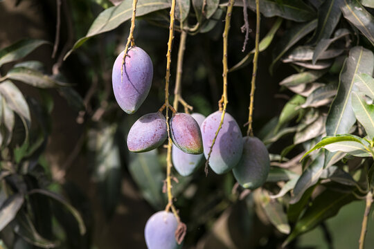 View of fresh mangoes hanging from branches on a tree in an orchard in Multan, Punjab, Pakistan.