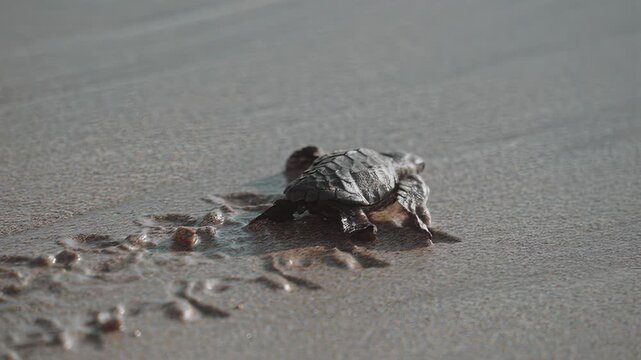 Tiny sea turtle hatchling makes its determined journey across the sandy shore