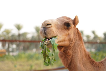 Naklejka premium portrait of a camel eating