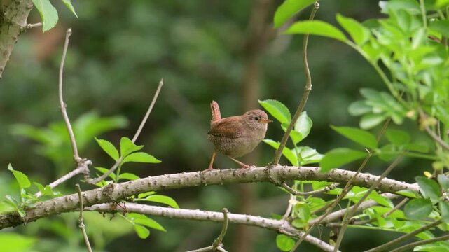 Eurasian Wren young male warning call on a branch