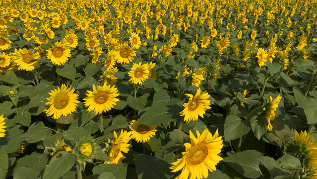 Field of Blooming Yellow Sunflowers Helianthus Annuus Under Bright Sunlight