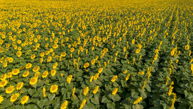 Field of Blooming Yellow Sunflowers Helianthus Annuus Under Bright Sunlight