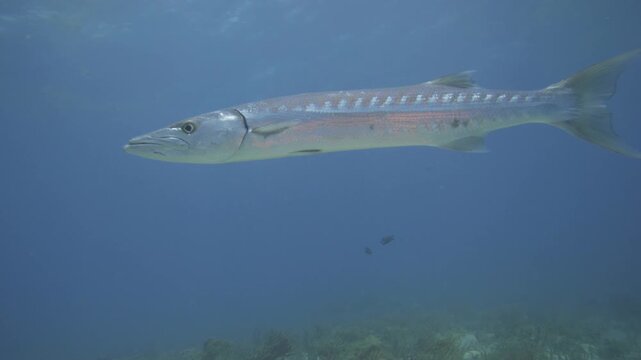 A long silver barracuda cruises through blue water above a low reef at Sabalos dive site in Playa del Carmen, Quintana Roo, Mexico.
