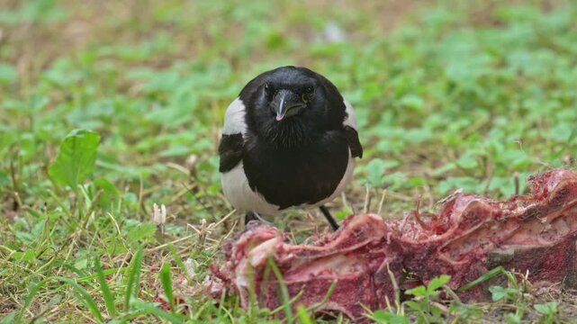 common Eurasian magpie (Pica pica) eating meat from carcass