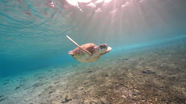 Underwater view of a sea turtle gracefully swimming in clear blue ocean water
