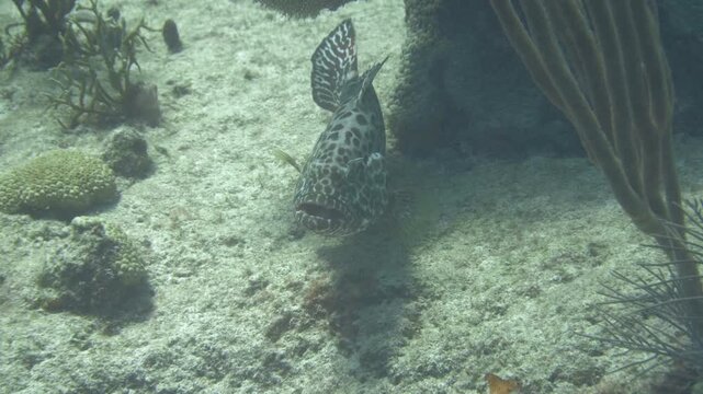 A dark spotted grouper holds position just above pale sand and scattered coral at Sabalos dive site in Playa del Carmen, Quintana Roo, Mexico.