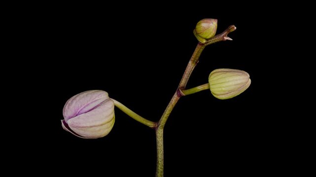 orchid flower blooming opening time lapse