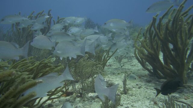A group of pale reef fish moves beside upright soft corals over broken reef terrain at Sabalos, Playa del Carmen, Quintana Roo, Mexico.