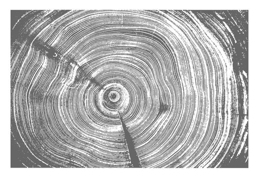 White and gray boho wood texture. Detailed black and white texture of a felled tree trunk or stump. Rough organic tree rings with close up of end grain.