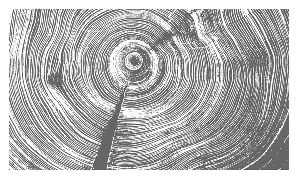 White and gray boho wood texture. Detailed black and white texture of a felled tree trunk or stump. Rough organic tree rings with close up of end grain.
