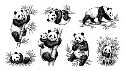 Giant Panda Bear Collection Hand Drawn Vintage Sketch Style Eating Bamboo Climbing Trees and Sleeping for Wildlife Conservation and Nature Branding Elements © Salina