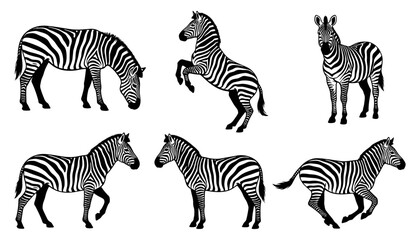 Obraz premium Zebra Vector Illustration Set with Various Active Poses and Striped Patterns for Wild Animal Wildlife Education, Children Books, and Nature Designs