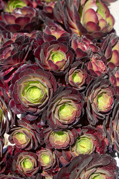 Close Up of Aeonium Arboreum Atropurpureum Succulent Rosette with Purple and Green Leaves