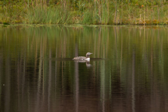 Waterfowl Swimming on a Finnish Wetland Lake
