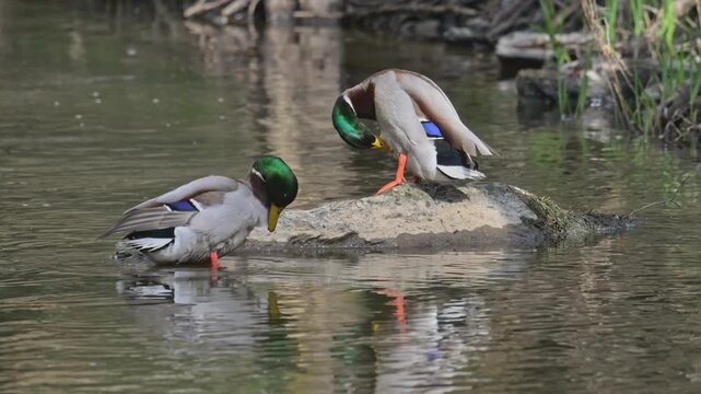 mallard wild duck (Anas platyrhynchos) males cleaning plumage