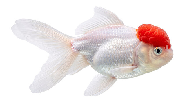 White oranda goldfish with red cap, isolated on black isolated on png transparent background