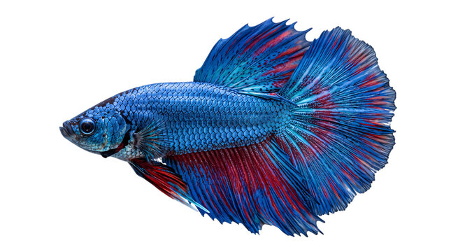 Vibrant blue and red betta fish with flowing fins on isolated on png transparent background