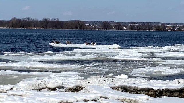 Flock of Canada geese resting and drifting on melting ice floes along a wide river during the spring thaw.