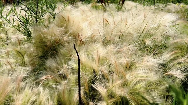 Dense yellow horsetail plants wave rapidly across an overgrown meadow