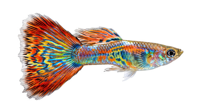 Colorful male guppy fish with elaborate orange and blue isolated on png transparent background