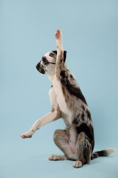 Trained mixed breed dog raises one paw while posing on a clean blue backdrop. Vertical studio composition demonstrates canine intelligence, learning and playful communication.